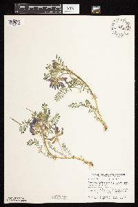 Astragalus crassicarpus var. crassicarpus image