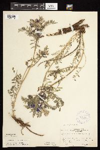 Astragalus crassicarpus image