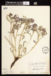 Astragalus crassicarpus var. crassicarpus image