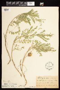 Astragalus crassicarpus var. crassicarpus image