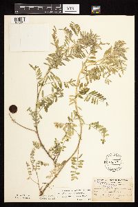 Astragalus crassicarpus var. crassicarpus image