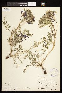 Astragalus crassicarpus var. crassicarpus image