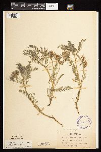 Astragalus crassicarpus var. crassicarpus image