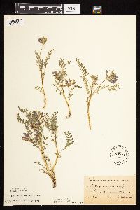 Astragalus crassicarpus image