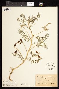 Astragalus crassicarpus var. crassicarpus image