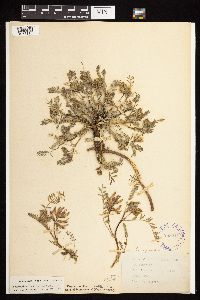 Astragalus crassicarpus var. crassicarpus image