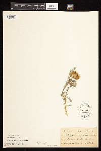 Astragalus crassicarpus image