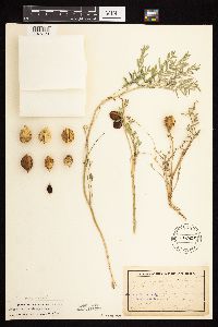 Astragalus crassicarpus var. crassicarpus image