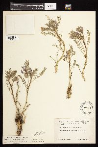 Astragalus crassicarpus var. crassicarpus image