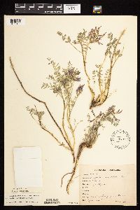 Astragalus crassicarpus image