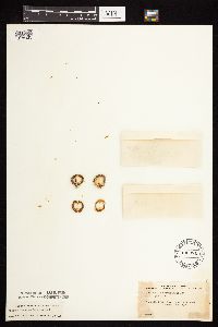 Astragalus crassicarpus image