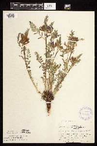 Astragalus crassicarpus image