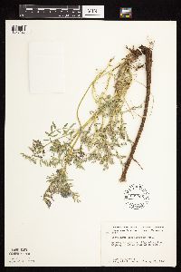 Astragalus crassicarpus var. crassicarpus image