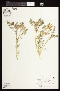 Astragalus crassicarpus image