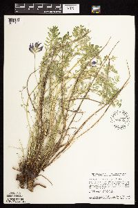 Astragalus crassicarpus image