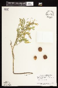 Astragalus crassicarpus var. crassicarpus image