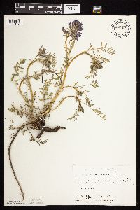 Astragalus crassicarpus var. crassicarpus image