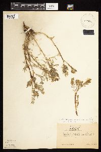 Astragalus crassicarpus var. crassicarpus image