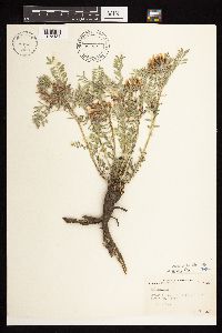 Astragalus crassicarpus image