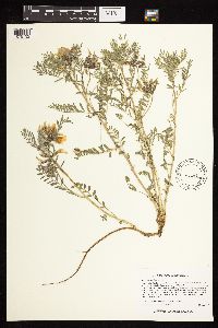 Astragalus crassicarpus var. crassicarpus image