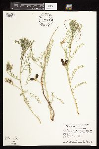 Astragalus crassicarpus image