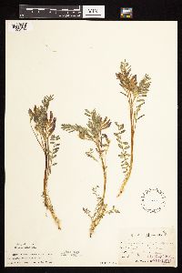 Astragalus crassicarpus image