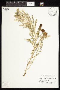 Astragalus crassicarpus var. crassicarpus image