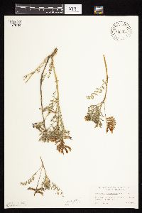 Astragalus crassicarpus var. crassicarpus image