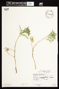 Astragalus crassicarpus var. crassicarpus image