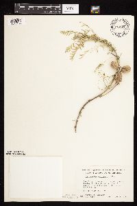 Astragalus crassicarpus var. crassicarpus image