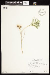 Astragalus crassicarpus var. crassicarpus image