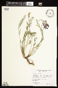 Astragalus crassicarpus var. crassicarpus image