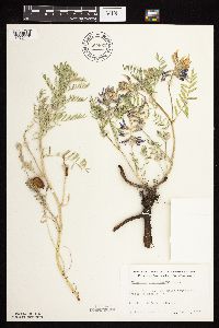 Astragalus crassicarpus image