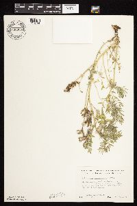 Astragalus crassicarpus image