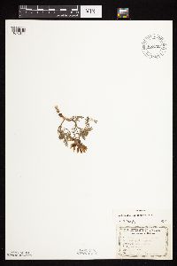 Astragalus crassicarpus var. crassicarpus image