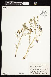 Astragalus crassicarpus var. crassicarpus image