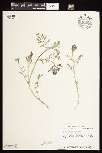 Astragalus crassicarpus var. crassicarpus image