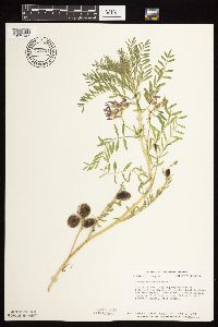 Astragalus crassicarpus var. crassicarpus image