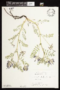 Astragalus crassicarpus image