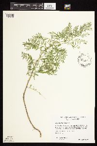 Astragalus crassicarpus image