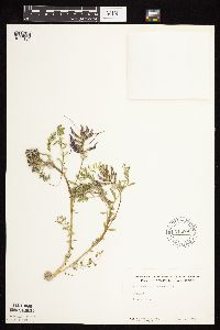 Astragalus crassicarpus var. crassicarpus image