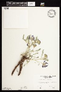 Astragalus crassicarpus var. crassicarpus image