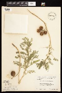 Astragalus crassicarpus var. crassicarpus image