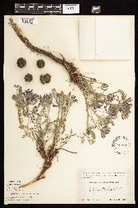 Astragalus crassicarpus image