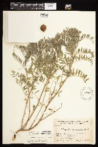 Astragalus crassicarpus var. crassicarpus image