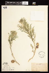 Astragalus crassicarpus image