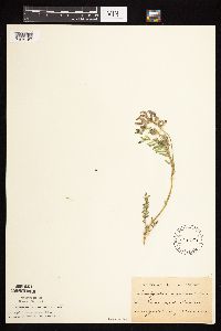 Astragalus crassicarpus var. crassicarpus image