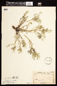 Astragalus crassicarpus var. crassicarpus image