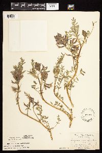 Astragalus crassicarpus image