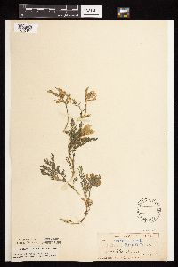 Astragalus crassicarpus image